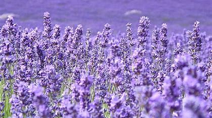 Click to view all Lotions